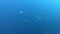 Little tuna fishes swimming very fast - Underwater nature