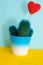 Little turquoise cactus on a blue background with heart candy. Copy space. Houseplants concept