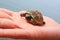 Little turtle in the palm