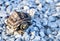 Little turtle on rock road it start walking and staring at the camera, Soft sunlight shines on the turtle