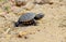 Little Turtle running across the sand