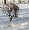 Little ugly snowman standing under naked shrub in snow during cold winter sunny bright day