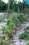 Little unripe cucumbers in a rural garden