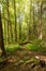 Little used hiking path in the Smoky Mountains