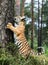 Little Ussuri tiger playing in the wild forest Panthera tigris tigris also called Amur tiger Panthera tigris altaica in the