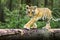 Little Ussuri tiger in the wild forest Panthera tigris tigris also called Amur tiger Panthera tigris altaica in the forest,