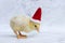 little Ñute newborn baby chicken in red Christmas Santa hat on marble background