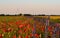 A little valley of flowers in a countryside