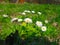 A little very first white spring flowers in the gardens and meadows