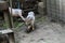 little Vietnamese piglets on a farm. little piglets playing outdoors