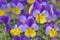 little viola yeallow and purple blooming in a garden