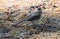 Little wagtail bird