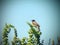 Little wagtail bird