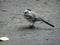 A little wagtail bird sits on the pavement among the autumn leaves