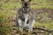 Little Wallaby