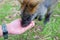 Little wallaby eatting from human hand I