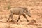 Little warthog in South Africa
