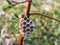 Little wasp hive on a branch on a green background