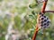 Little wasp hive on a branch on a green background