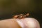 Little Wasp on my finger in summer season