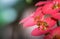 Little wasp sitting drinking pollen on a pink flower, Amazon Jungle, Madre de Dios, Puerto Maldonado