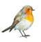 Little watercolor robin bird hand drawn illustration on white