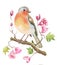 Little watercolor robin bird sitting on twig with pink flowers