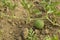 Little watermelon growing in the plant