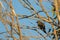 Little Wattle Bird, also called brush wattlebird, honeyeater per