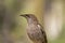 Little Wattle Bird (Anthochaera) with blurred garden background