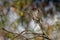 Little Wattlebird - Anthochaera chrysoptera is a honeyeater, a passerine bird in the family Meliphagidae. It is found in coastal