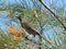 Little wattlebird in grevillea tree