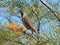 Little Wattlebird perched in grevillea tree near orange flower