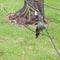 Little wattlebird on twig in New South Wales