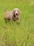 Little Weimaraner puppy trotting through high grass