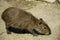 Little wet Capybara