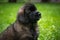 Little wet puppy of breed Leonberger in the rain