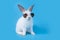 Little white baby rabbit with cute fur and black sunglasses. Standing on two feet because of naughtiness on a blue background