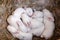 Little white baby rabbits sleep together in the nest