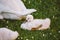 Little white baby swan learns to walk on green grass