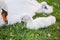 Little white baby swan learns to walk on green grass