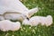 Little white baby swan learns to walk on green grass