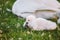 Little white baby swan learns to walk on green grass