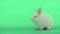 Little white bunny rabbit stay calm and look sleepy on green screen background
