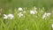 Little white daisy flower with green bokeh background