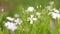 Little white daisy flower with green bokeh baclground