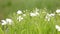 Little white daisy flower with green bokeh baclground