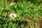 Little white daisy that is surrounded by grass