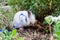 little white decorative rabbit washes himself in nature on a leash