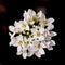 Little white dewy flowers